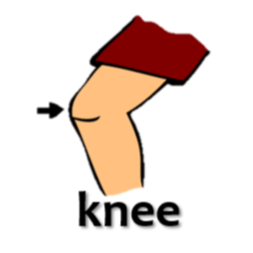 knee