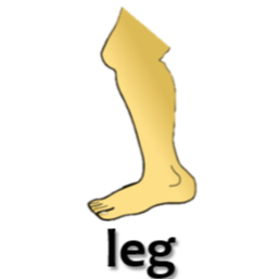 leg